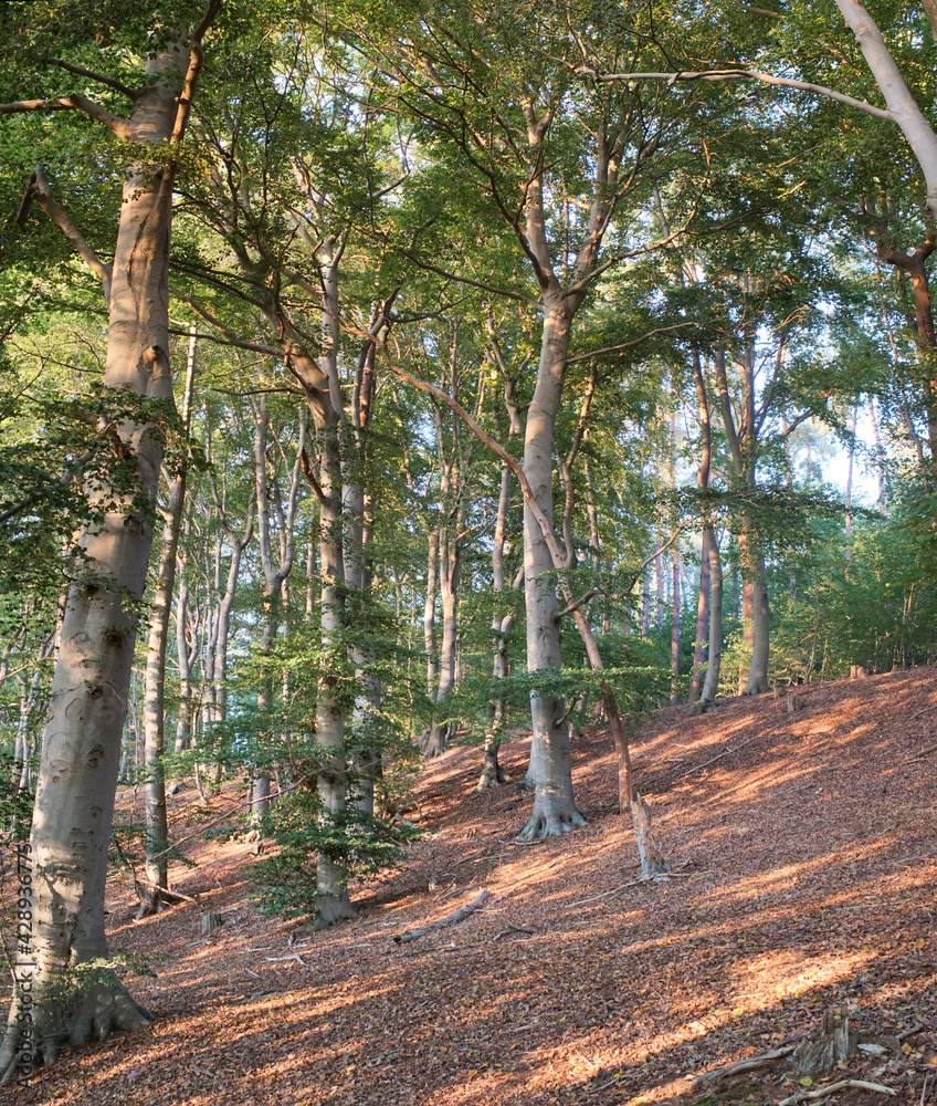Fototapeta premium Rund um den Schweriner See: Bei Hohen Viecheln
