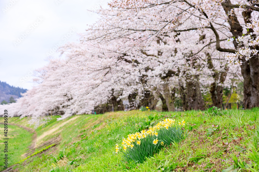 角館の桜　桧木内川　桜並木