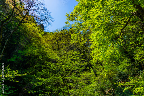 新緑の森 森林浴