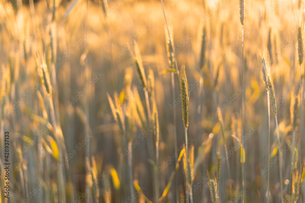 Obraz premium wheat field in the rays of sunset. natural background. selective focus