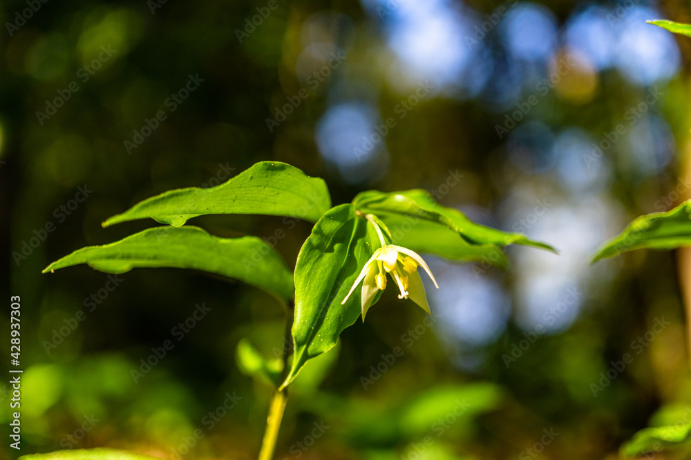 チゴユリの花