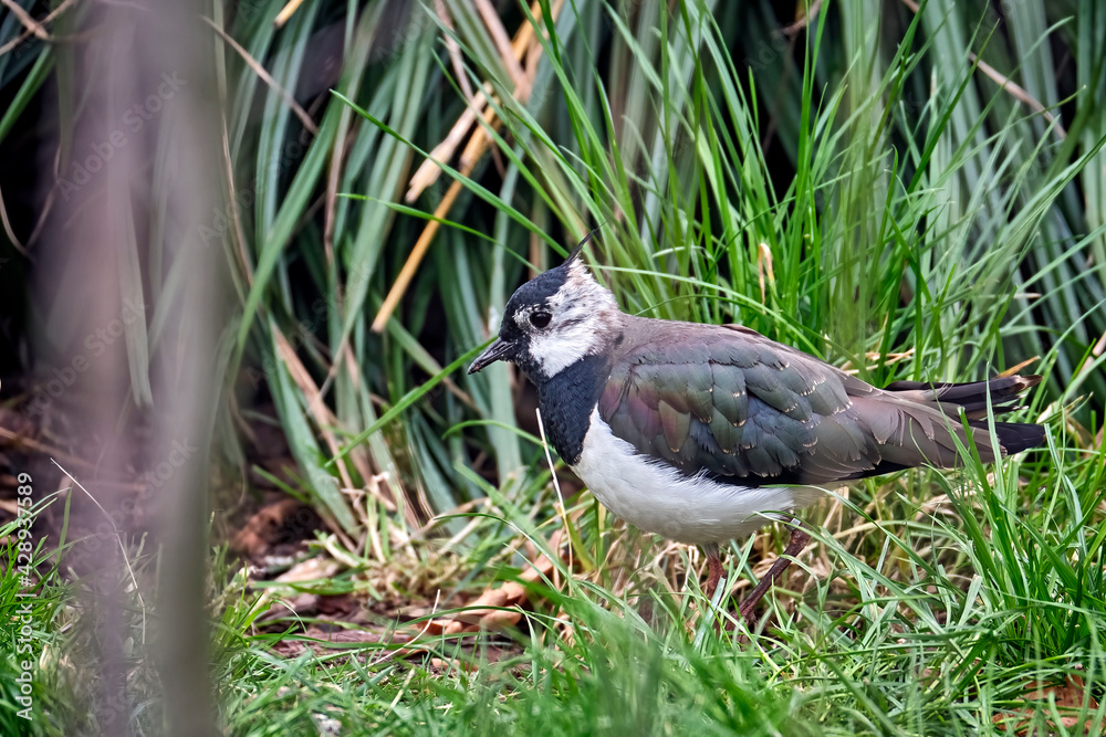 Fototapeta premium Kiebitz ( Vanellus vanellus ).