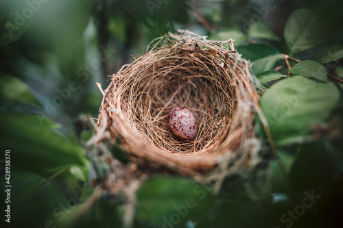 A small bird egg on a green tree in the garden next to the house.