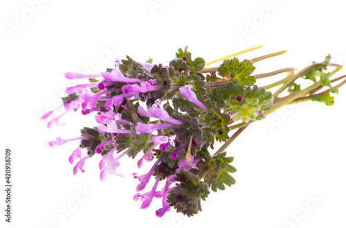 bouquet of meadow flowers isolated