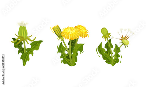 Dandelion Flowering Plant with Yellow Flower Head Vector Set