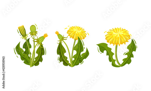 Dandelion Flowering Plant with Yellow Flower Head Vector Set