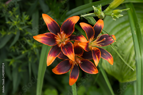 Lilies FOREVER SUSAN. Burgundy-orange three lily flowers.