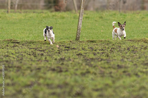 Two active Jack Russell Terriers running outside in the pasture. The ears flap in the wind. Young and older dog who are enthusiastic and healthy