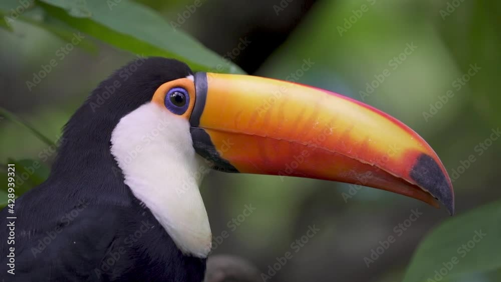 Handheld close up of a south american toco toucan looking around and flying away in nature. Slow motion. Handheld close up of a south american toco toucan looking around and flying away in nature. Slow motion.