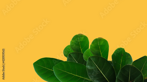 green leaves on a yellow background