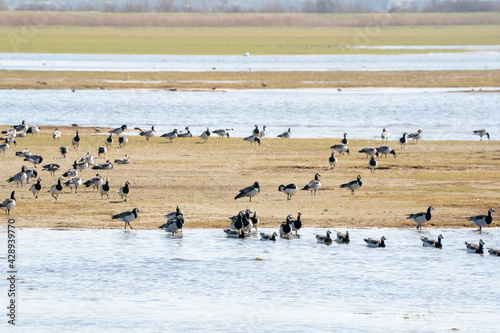 A large flock of Barnacle Geese walk and swim in a row through the lake to the other side. In the background a large group of birds and grass