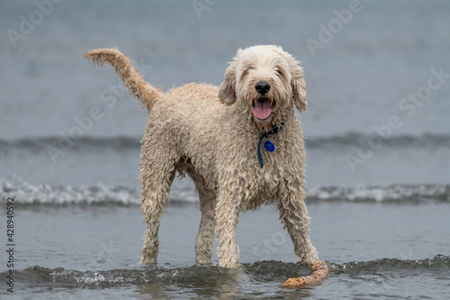 Labradoodle in the waves © Rob