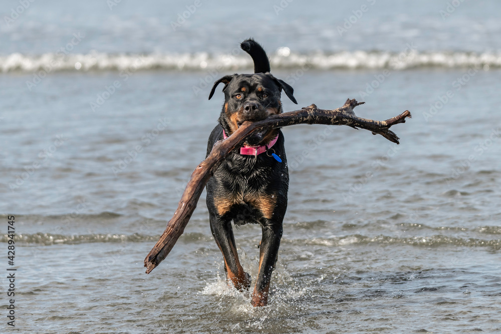 Rottweiler carrying a big stick