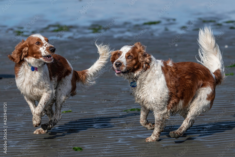 Two dogs playing on the beach