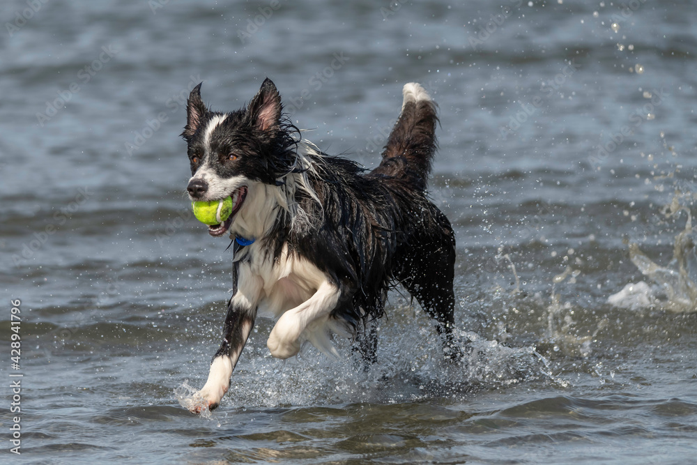 Border collie running in the sea