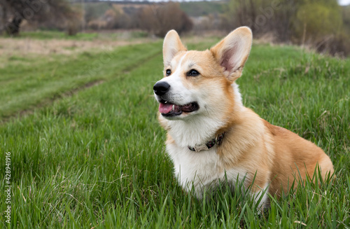 welsh corgi pembroke dog walking