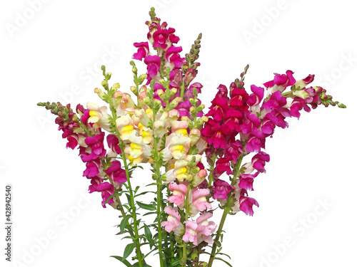 Obraz na płótnie Colorful snapdragon flower bouquet isolated on white