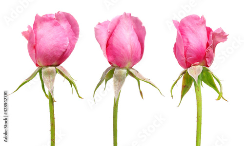 Fototapeta Naklejka Na Ścianę i Meble -  Pink rose flowers isolated on white background