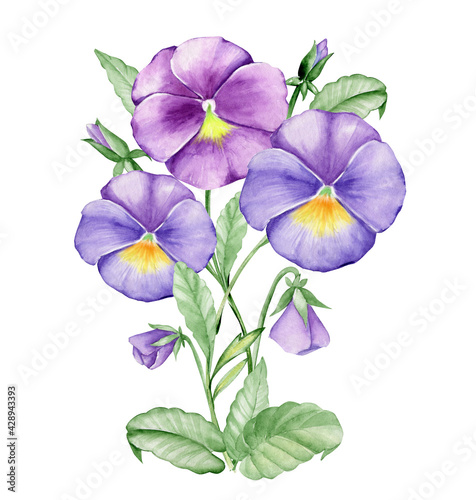 Colorful pansies. Watercolor bouquet, on an isolated background.