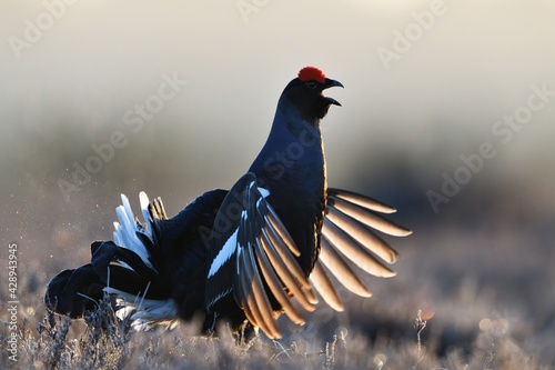 Fotografie, Tablou Black grouse shouting at sunrise in the bog