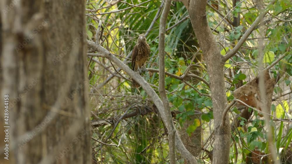 Bird of prey looking around through tree branches, in a Panama tropical forest Bird of prey looking around through tree branches, in a Panama tropical forest