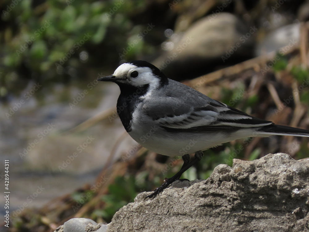 White wagtail (Motacilla alba) in perfect light making eye contact with the camera, standing in grass surface, close-up macro. White wagtail (Motacilla alba) in perfect light making eye contact with the camera, standing in grass surface, close-up macro.