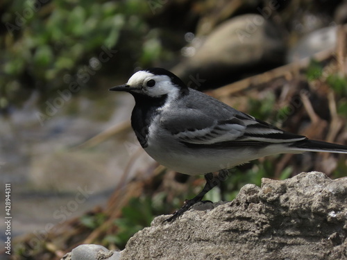 White wagtail (Motacilla alba) in perfect light making eye contact with the camera, standing in grass surface, close-up macro.