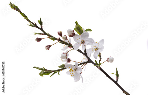 cherry blossom isolated