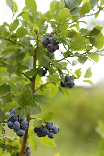 bush with green leaves and blue berries. ripe garden blueberry