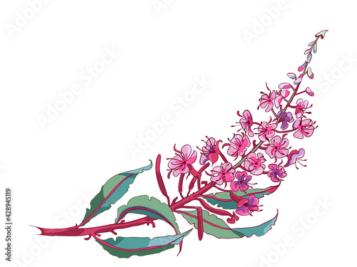 Willow-herb tea, ivan-tea Medicinal plant. Branch of fireweed flower on white background.
