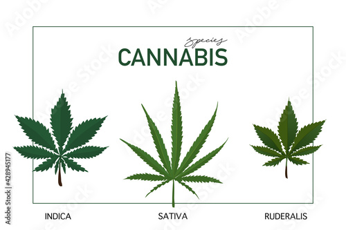 cannabis species concept, Green leaf of Variety of cannabis , Indica, Sativa, Ruderalis on White background.