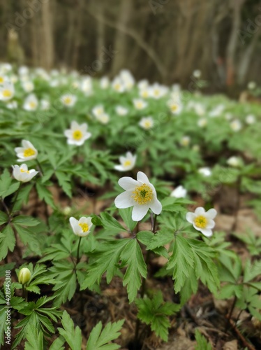Anemone nemorosa in the forest
