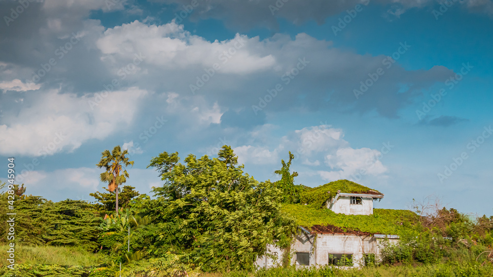 Overgrown ivy on old abandoned house. Ivy Covered Cabin Overgrown ivy on old abandoned house. Ivy Covered Cabin