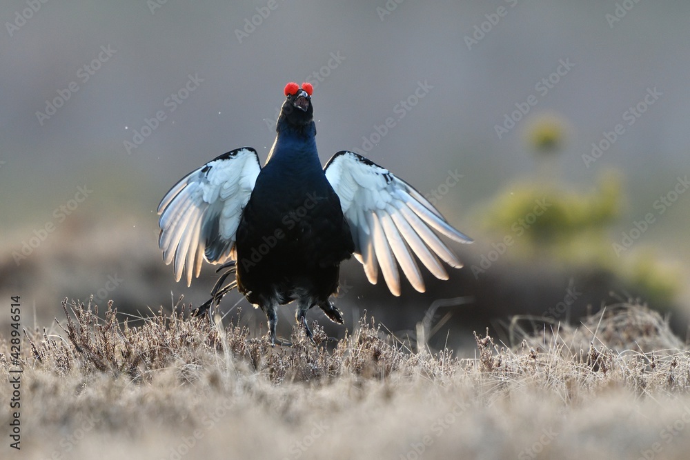 Obraz premium Black grouse (Tetrao tetrix) jumping and shouting in the bog. Black grouse game.