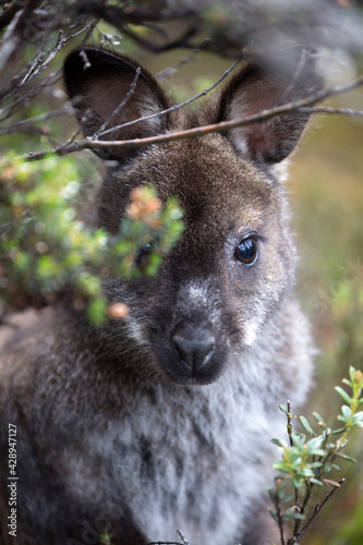 The red-bellied or Tasmanian pademelon is abundant in Tasmania.  photo