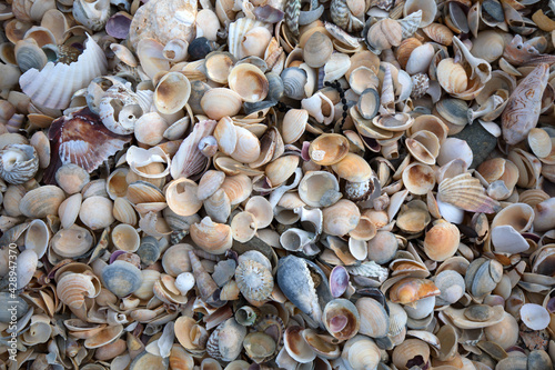 Sea Shells Seashells Panorama - assorted shells / pebbles