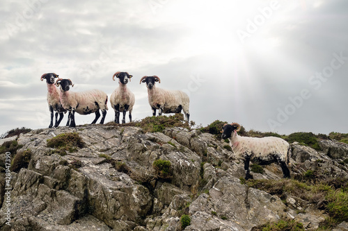 Small flock of cute sheep after shearing on top of a hill, cloudy sky background. West coast of Ireland. Farming industry. Group of wool lamb on a rock in nature environment.