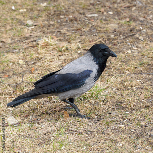  The hooded crow walks through the grass in search of insects for food and looks around.