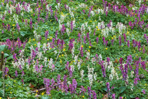 field of pink and white corydalis
