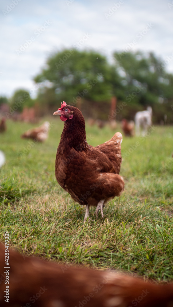 Fototapeta premium Huhn auf einem Feld // Chicken on field 