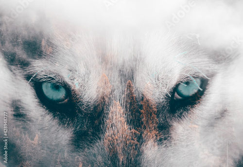 Fototapeta Husky dog an the forest