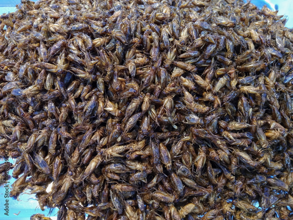 Top view of many crickets insect fried in a dish, local food in Thailand.