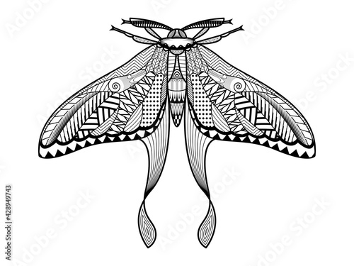 Vector Moth of hand drawn