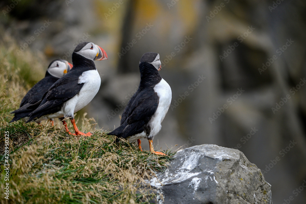 Fototapeta premium The Atlantic puffin, also known as the common puffin