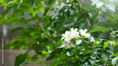 Orange jasmine flower in green garden
