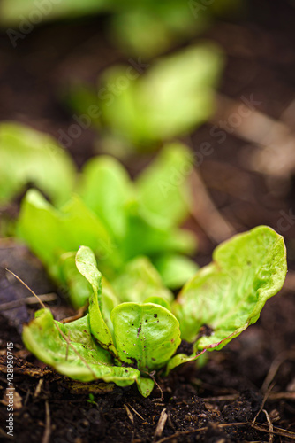 organic salad in the garden photo