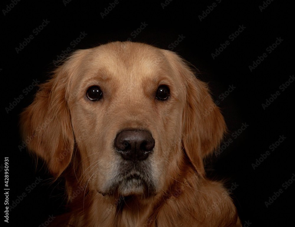 Portrait of golden retriever dog on black background