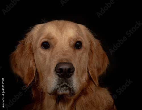 Portrait of golden retriever dog on black background