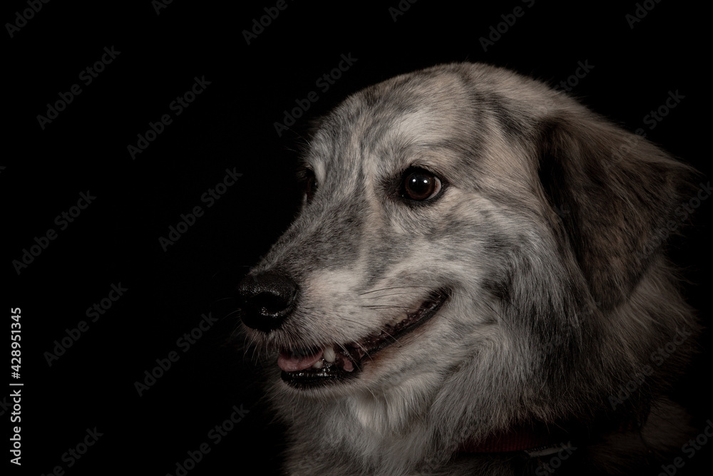 Portrait of dog on black background