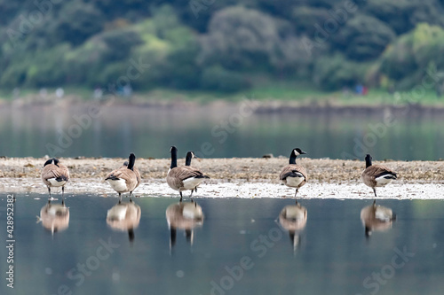 Canada geese on the waters edge